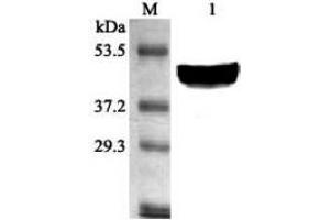 Western blot analysis using anti-SCD1 (mouse), pAb  at 1:2'000 dilution. (Stearoyl-Coenzyme A Desaturase 1 (SCD1) (AA 21-33) anticorps)