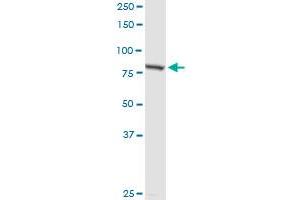 PNPT1 MaxPab rabbit polyclonal antibody.