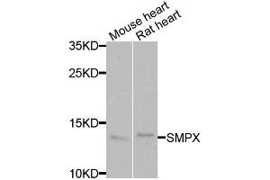 Western blot analysis of extracts of various cell lines, using SMPX antibody (ABIN5974080) at 1/1000 dilution. (SMPX anticorps)
