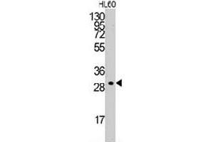 Western blot analysis of CCNC polyclonal antibody  in HL-60 cell line lysates (35 ug/lane). (Cyclin C anticorps  (C-Term))