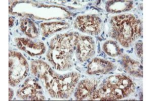 Immunohistochemical staining of paraffin-embedded Human Kidney tissue using anti-CAMLG mouse monoclonal antibody. (CAMLG anticorps)