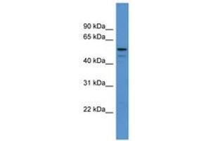 Image no. 1 for anti-Adenylosuccinate Lyase (ADSL) (AA 188-237) antibody (ABIN6746728)