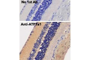 Immunohistochemistry (IHC) image for anti-Sodium Potassium ATPase, alpha1 (ATP1A1) (N-Term) antibody (ABIN7272975)