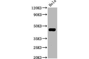 Western Blot Positive WB detected in Hela whole cell lysate All lanes Phospho-MAP2K1 antibody at 1. (Recombinant MEK1 anticorps  (pThr292))