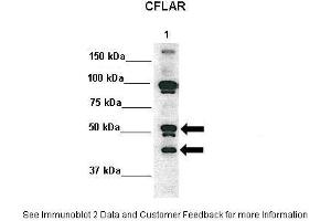Lanes:   Lane 1: 10ug hFLIPL transfected 293 lysate  Primary Antibody Dilution:    1:1000  Secondary Antibody:   Anti-rabbit HRP  Secondary Antibody Dilution:    1:2000  Gene Name:   CFLAR  Submitted by:   Dr.