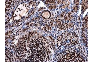 IHC-P Image UAP56 antibody [N1C2] detects UAP56 protein at nucleus in mouse ovary by immunohistochemical analysis.