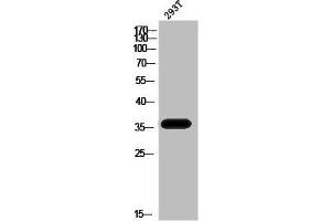 Western Blot analysis of 293T cells using Phospho-PBK (T9) Polyclonal Antibody (PBK anticorps  (pThr9))