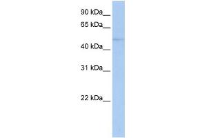 WB Suggested Anti-ZNF610 Antibody Titration:  0. (ZNF610 anticorps  (N-Term))