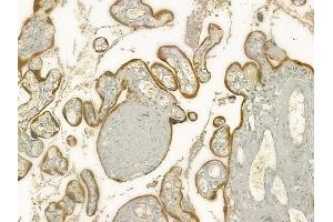 ABIN6260919 and ABIN6277317 at 1/100 staining human normal placenta tissue by IHC-P. (CNTF Receptor alpha anticorps  (Internal Region))