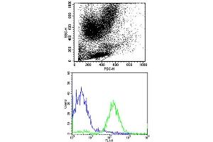 Flow cytometric analysis of human peripheral blood lymphocytes cells using HLA-B Antibody (N-term) (green, Cat(ABIN652557 and ABIN2842374)) compared to an isotype control of rabbit IgG (blue).