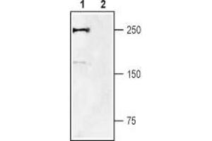 Western blot analysis of rat DRG lysates: - 1.