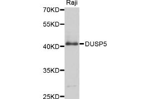 Western blot analysis of extracts of Raji cells, using DUSP5 antibody (ABIN4903529) at 1:1000 dilution. (DUSP5 anticorps)