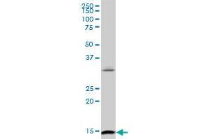 ID2 monoclonal antibody (M04), clone 2C11.