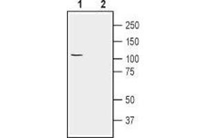 Western blot analysis of human U-87 MG glioblastoma cell lysate: - 1.