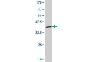 Western Blot detection against Immunogen (32. (SIX3 anticorps  (AA 273-332))