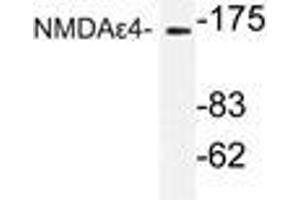 Western blot (WB) analysis of NMDAε4 antibody in extracts from COS-7 cells.