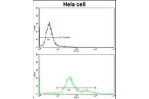Flow cytometric analysis of hela cells using MC Antibody (Center)(bottom histogr) compared to a negative control cell (top histogr)FITC-conjugated goat-anti-rabbit secondary antibodies were used for the analysis. (MCAM anticorps  (AA 161-189))