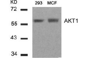 Image no. 3 for anti-V-Akt Murine Thymoma Viral Oncogene Homolog 1 (AKT1) (Thr450) antibody (ABIN319376) (AKT1 anticorps  (Thr450))