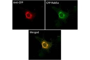 Immunofluorescence (IF) image for anti-CFP Fluorescent Protein antibody (ABIN7273090) (CFP Fluorescent Protein anticorps)