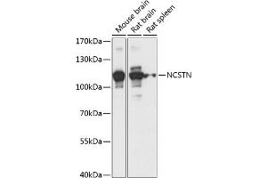Western blot analysis of extracts of various cell lines, using NCSTN antibody (ABIN7268905) at 1:1000 dilution. (Nicastrin anticorps  (AA 429-669))