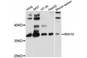 Western blot analysis of extracts of various cell lines, using RDH10 antibody (ABIN6292473) at 1:1000 dilution. (RDH10 anticorps)