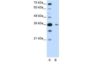 DAZAP1 antibody used at 0. (DAZAP1 anticorps  (C-Term))