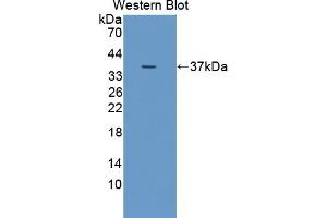 Detection of recombinant DUOX2 using Polyclonal Antibody to Dual Oxidase 2 (DUOX2) (DUOX2 anticorps  (AA 1229-1517))