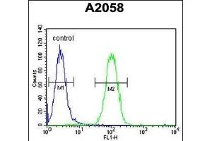 anti-Proliferation-Associated 2G4, 38kDa (PA2G4) (AA 228-255) antibody