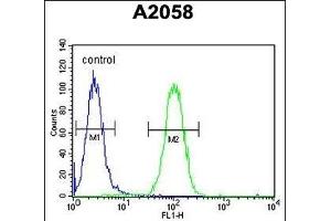 G4 Antibody (Center ) (ABIN6243193 and ABIN6578923) flow cytometric analysis of  cells (right histogram) compared to a negative control cell (left histogram). (PA2G4 anticorps  (AA 228-255))