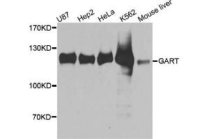 Western blot analysis of extracts of various cell lines, using GART antibody (ABIN5972060) at 1/1000 dilution. (GART anticorps)