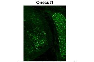 Immunohistochemistry with mouse embryo tissue (ONECUT1 anticorps  (C-Term))