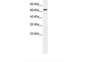 Image no. 1 for anti-Potassium Intermediate/small Conductance Calcium-Activated Channel, Subfamily N, Member 2 (KCNN2) (AA 443-492) antibody (ABIN203269) (KCNN2 anticorps  (AA 443-492))