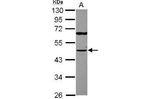 WB Image Sample (30 ug of whole cell lysate) A: A431 , 10% SDS PAGE antibody diluted at 1:2000 (TUFM anticorps)