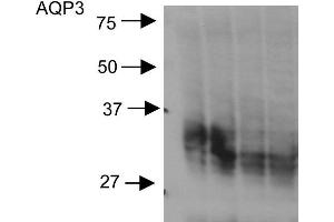 Western blot analysis of Rat kidney inner medullary homogenates showing detection of Aquaporin 3 protein using Rabbit Anti-Aquaporin 3 Polyclonal Antibody . (AQP3 anticorps  (C-Term) (PE))