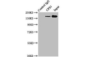 Immunoprecipitating CPS1 in HepG2 whole cell lysate Lane 1: Rabbit control IgG instead of ABIN7146668 in HepG2 whole cell lysate. (CPS1 anticorps  (AA 1361-1500))