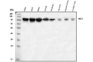 anti-X-Ray Repair Complementing Defective Repair in Chinese Hamster Cells 1 (XRCC1) (AA 538-633) antibody