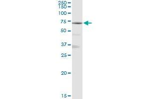 MAN1A1 MaxPab rabbit polyclonal antibody.