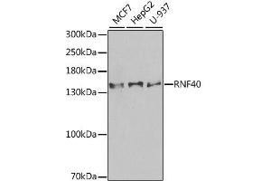 Western blot analysis of extracts of various cell lines, using RNF40 antibody. (RNF40 anticorps  (AA 1-300))