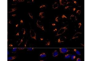 Immunofluorescence analysis of U-2 OS cells using PRDX3 Polyclonal Antibody at dilution of 1:100 (40x lens).