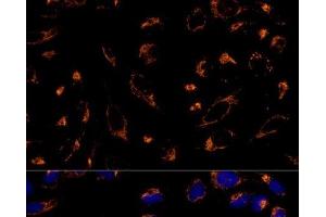 Immunofluorescence analysis of U-2 OS cells using PRDX3 Polyclonal Antibody at dilution of 1:100 (40x lens). (Peroxiredoxin 3 anticorps)