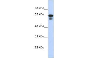 Western Blotting (WB) image for anti-Histone H4 Transcription Factor (HINFP) antibody (ABIN2458367) (HINFP anticorps)