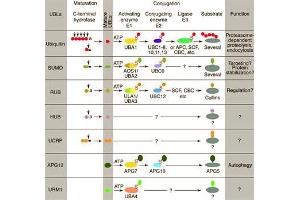 Conjugation pathways for ubiquitin and ubiquitin-like modifiers (UBLs). (CDC20 anticorps  (C-Term))