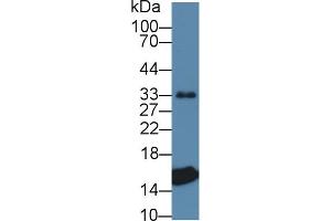 Western Blot; Sample: Porcine Heart lysate; Primary Ab: 1µg/ml Rabbit Anti-Porcine TTR Antibody Second Ab: 0.