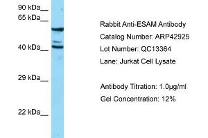 Western Blotting (WB) image for anti-Endothelial Cell Adhesion Molecule (ESAM) (N-Term) antibody (ABIN2775637) (ESAM anticorps  (N-Term))