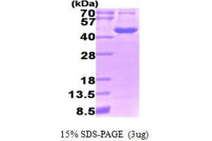 SDS-PAGE (SDS) image for Ornithine Aminotransferase (OAT) (AA 33-439) protein (ABIN666933) (OAT Protein (AA 33-439))