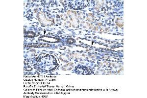 Human kidney (ETS1 anticorps  (N-Term))