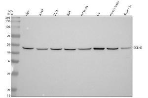 Western blot analysis of PHD1/EGLN2 using anti-PHD1/EGLN2 antibody (ABIN7605934).