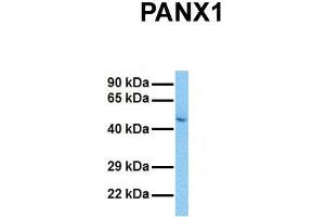 Host:  Rabbit  Target Name:  PANX1  Sample Tissue:  Human 293T  Antibody Dilution:  1.