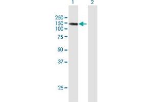 Western Blot analysis of LIMCH1 expression in transfected 293T cell line by LIMCH1 MaxPab polyclonal antibody.