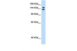 Image no. 1 for anti-Myb-Binding Protein 1A (MYBBP1A) (AA 1125-1174) antibody (ABIN6737807) (MYBBP1A anticorps  (AA 1125-1174))